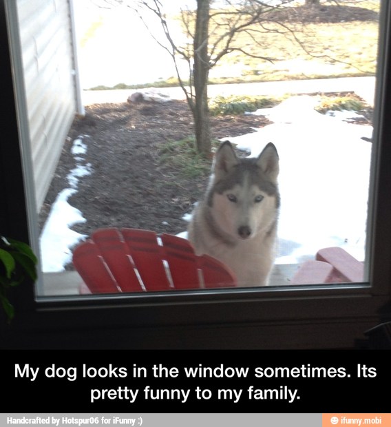 My dog looks in the window sometimes. Its
pretty funny to my family. - My dog looks in the window sometimes. Its pretty funny to my family.