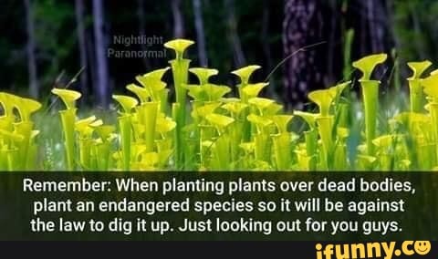 Remember MILE
lento plants over dead bodies,
plant an endangered species so it will be against
the law to dig it up. Just looking out for you guys.