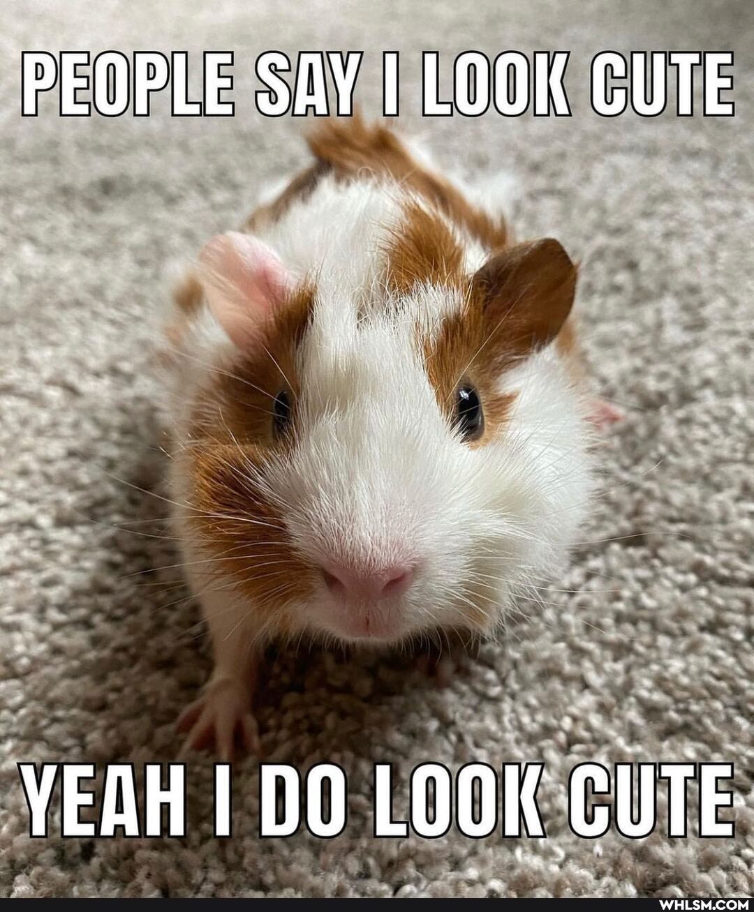 PEOPLE SAY I LOOK CUTE
YEAH DO LOOK CUTE
