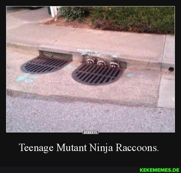 Teenage Mutant Ninja Raccoons.