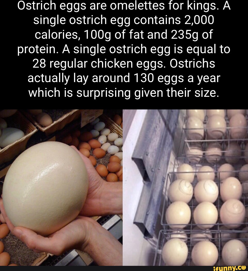 What Do Ostrich Eggs Taste Like? Taste Good or Bad?