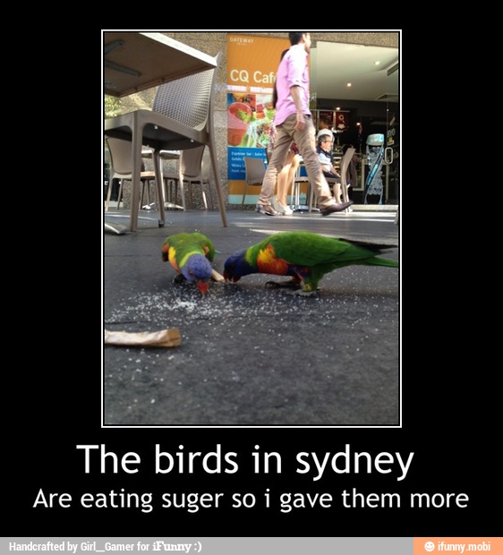 The birds in sydney
Are eating suger so i gave them more - The birds in sydney
Are eating suger so i gave them more