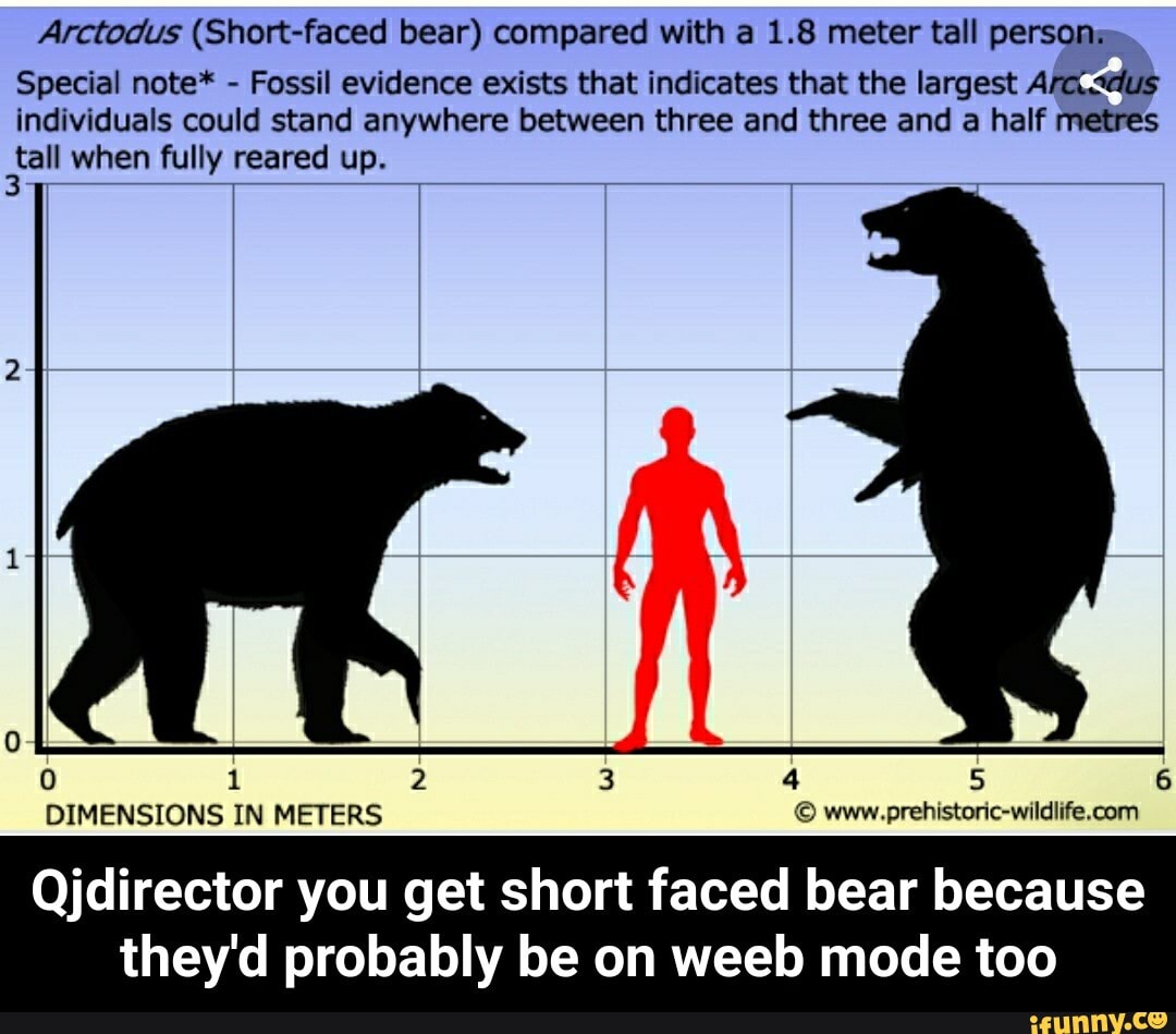 That indicates. Гигантский Короткомордый медведь Арктодус. Бурый Короткомордый медведь. Короткомордый медведь рост. Белый медведь по сравнению с челрве.