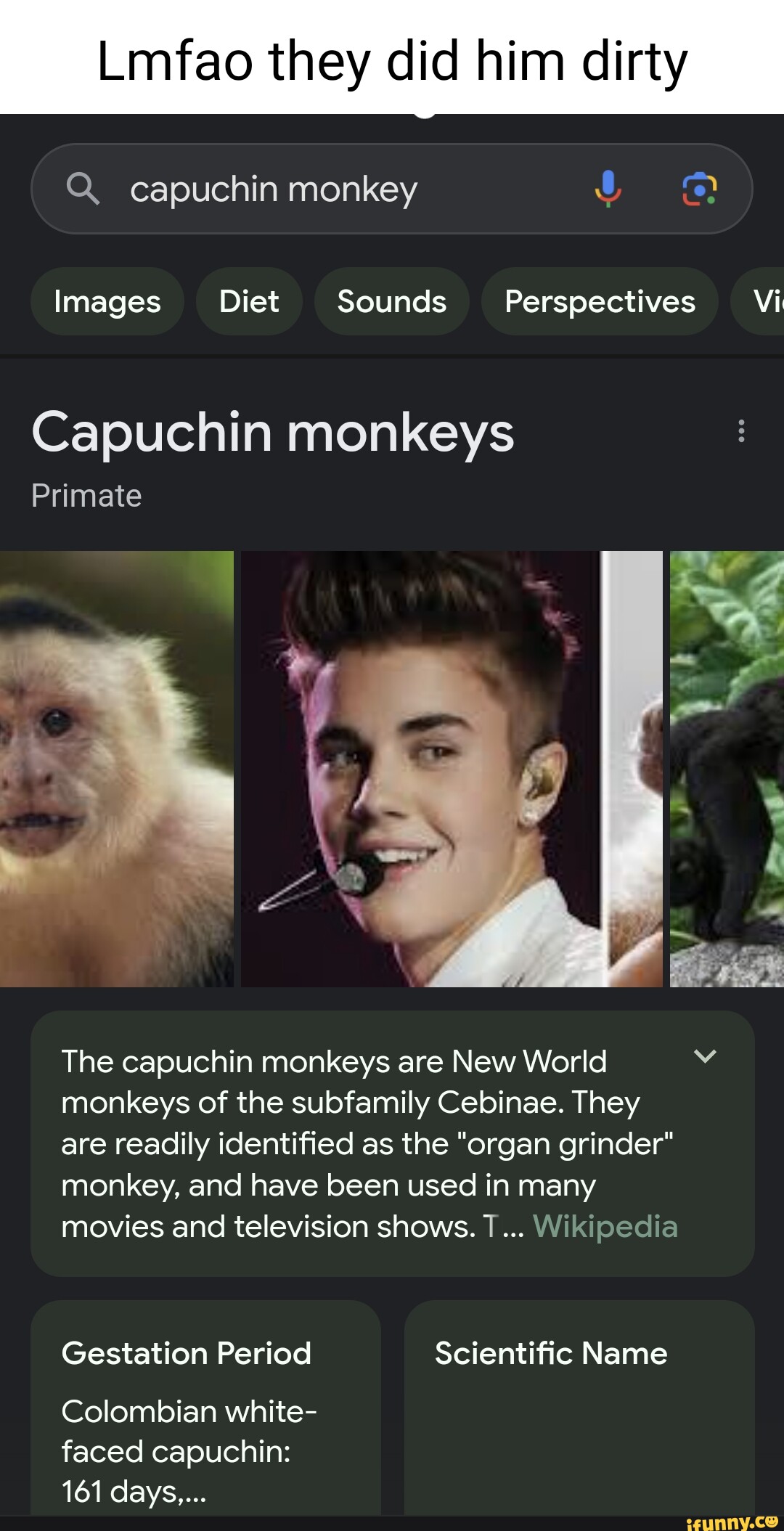 Lmfao they did him dirty capuchin monkey Images Diet Sounds