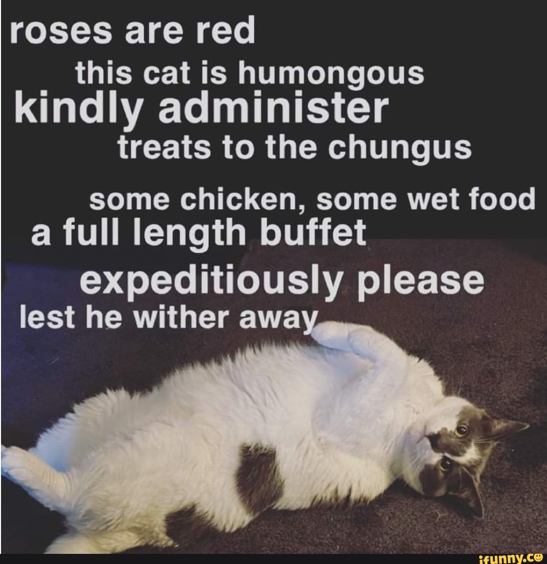 Roses are red this cat is humongous kindly administer treats to the