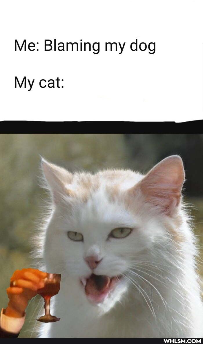 Me: Blaming my dog
My cat: