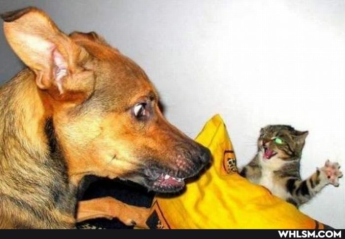 funny, cool, photography, awesome