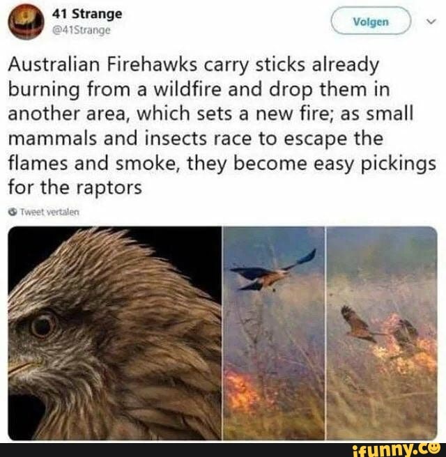 O
Australian Firehawks carry sticks already
burning from a
wildfire and drop them in
another area, which sets a new fire; as small
mammals and insects race to escape the
flames and smoke, they become easy pickings
for the raptors
O Tue