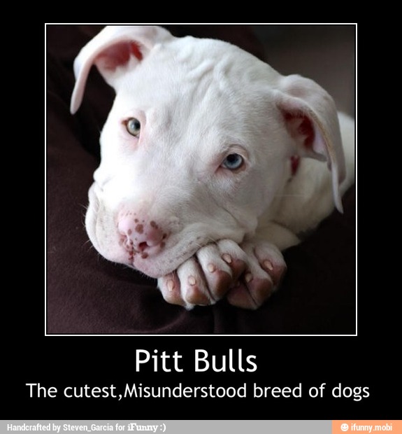 The cutest,Misunderstood breed of dogs - Pitt Bulls
The cutest,Misunderstood breed of dogs