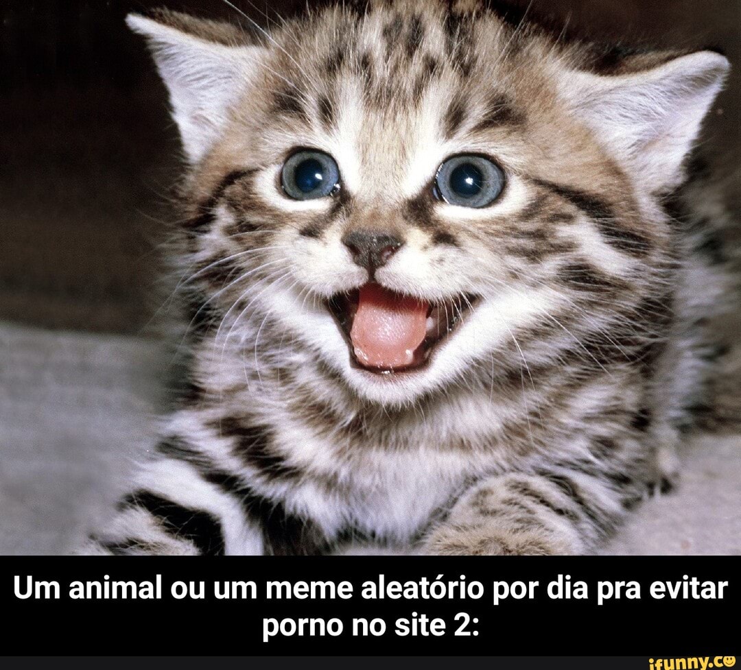 Um animal ou um meme aleatório por dia pra evitar porno no site 2: - Um animal ou um meme aleatório por dia pra evitar porno no site 2: