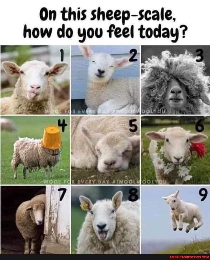 On This Sheep Scale How Do You Feel Today America S Best Pics And Videos