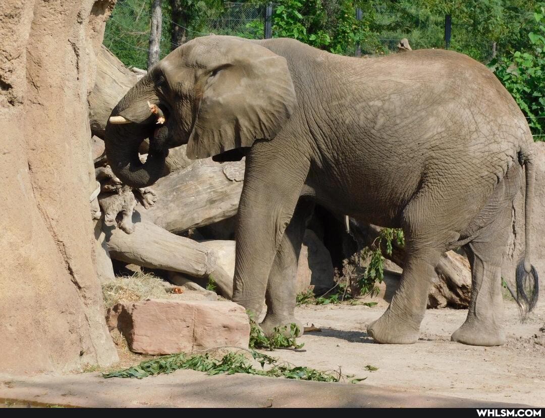 animal_photos, zoo, irwins, gekos