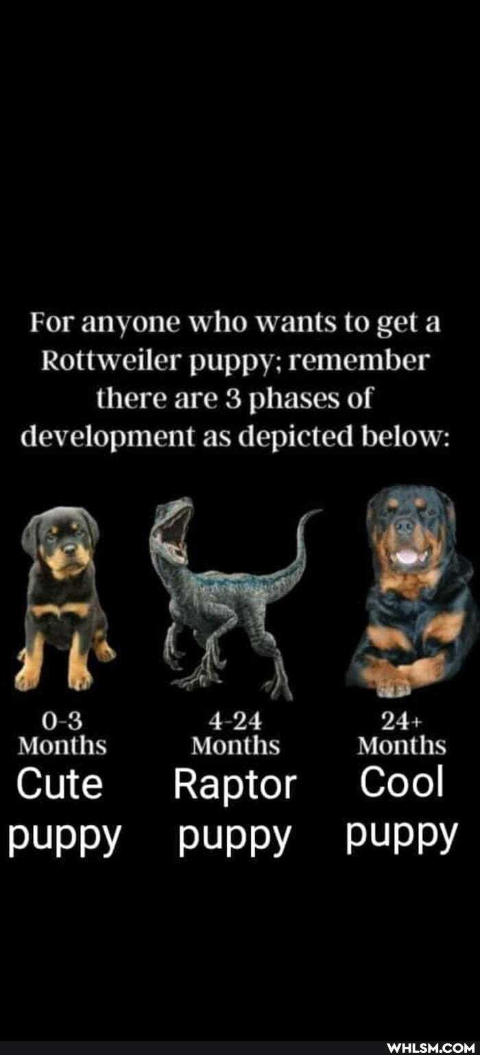 For anyone who wants to get a
Rottweiler puppy; remember there are 3 phases of development as depicted below:
0-3 4-24 24+
Months Months Months
Cute Raptor Cool puppy puppy puppy