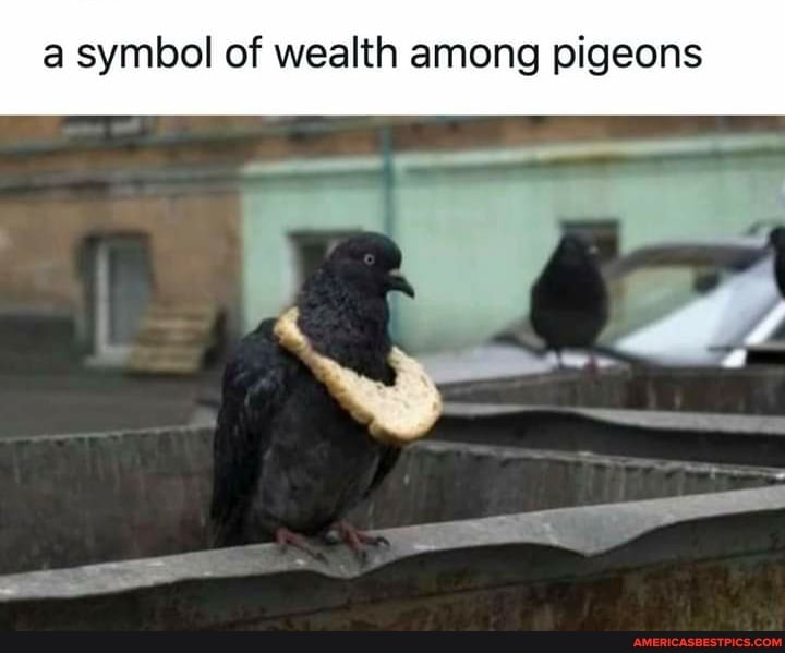 a symbol of wealth among pigeons