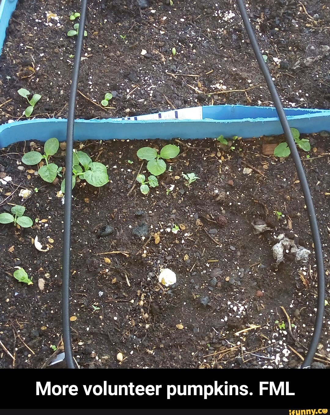 More volunteer pumpkins. FML - More volunteer pumpkins. FML