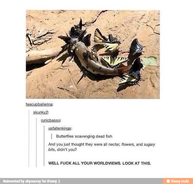 isfallonkings:
Butterflies scavenging dead fish
And you just thought they were all nectar, flowers, and sugary
bits, didn't you?
WELL FUCK ALL YOUR WORLDVIEWS. LOOK AT THIS.