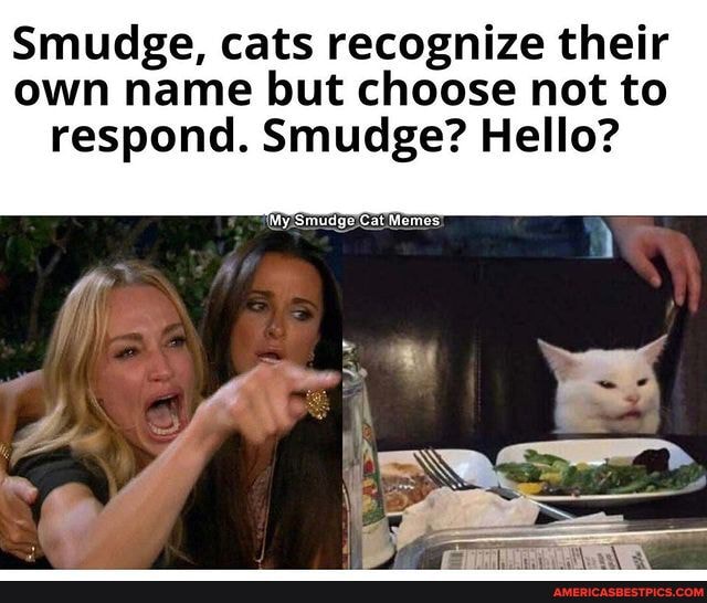 Smudge, cats recognize their own name but choose not to respond. Smudge