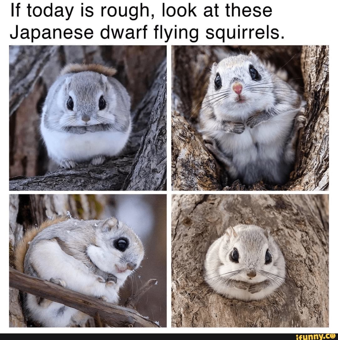 If today is rough, look at these Japanese dwarf flying squirrels. - iFunny