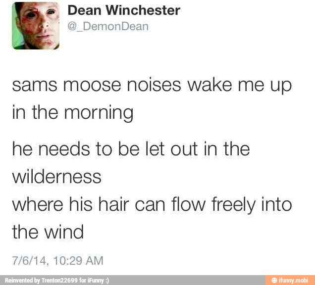 I Dean Winchester
I
sams moose noises wake me up
in the morning
he needs to be let out in the
wilderness
where his hair can flow freely into
the wind