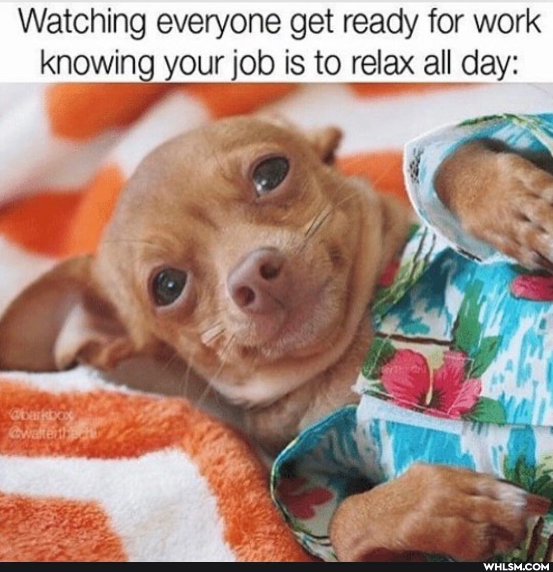 Watching everyone get ready for work knowing your job is to relax all day: