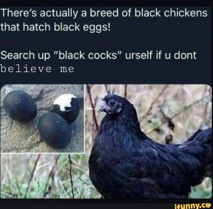 There’s actually a breed of black chickens Search up "black cocks"...