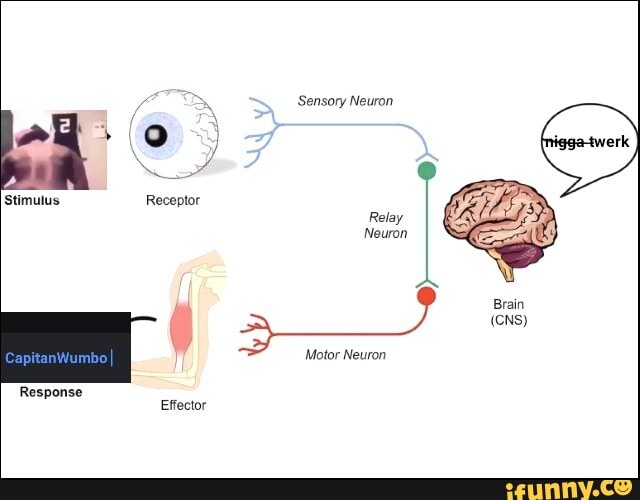 Stimulus Response Sensory Neuron Receptor Relay Neuron Brain (CNS