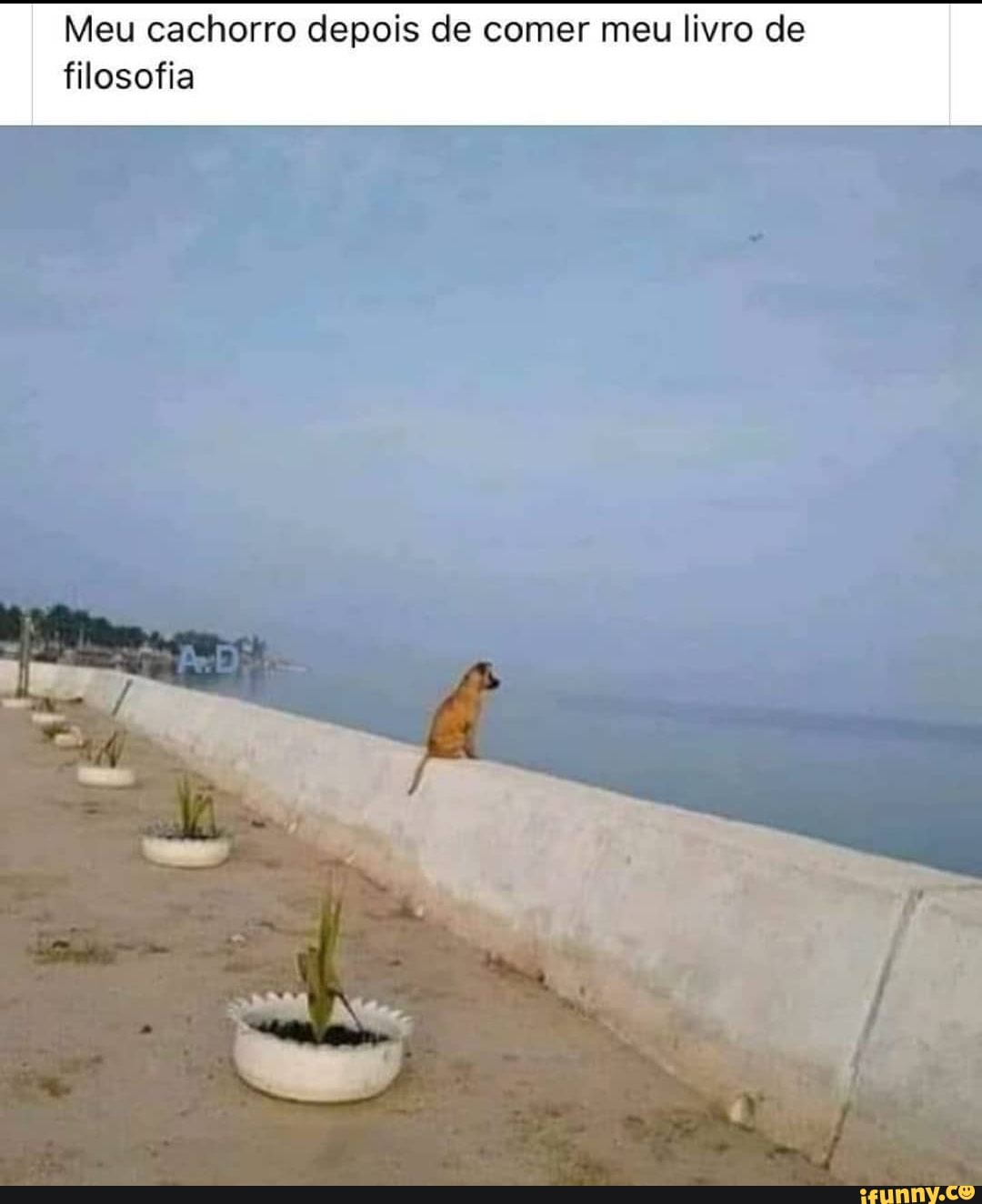 Meu cachorro depois de comer meu livro de
filosofia