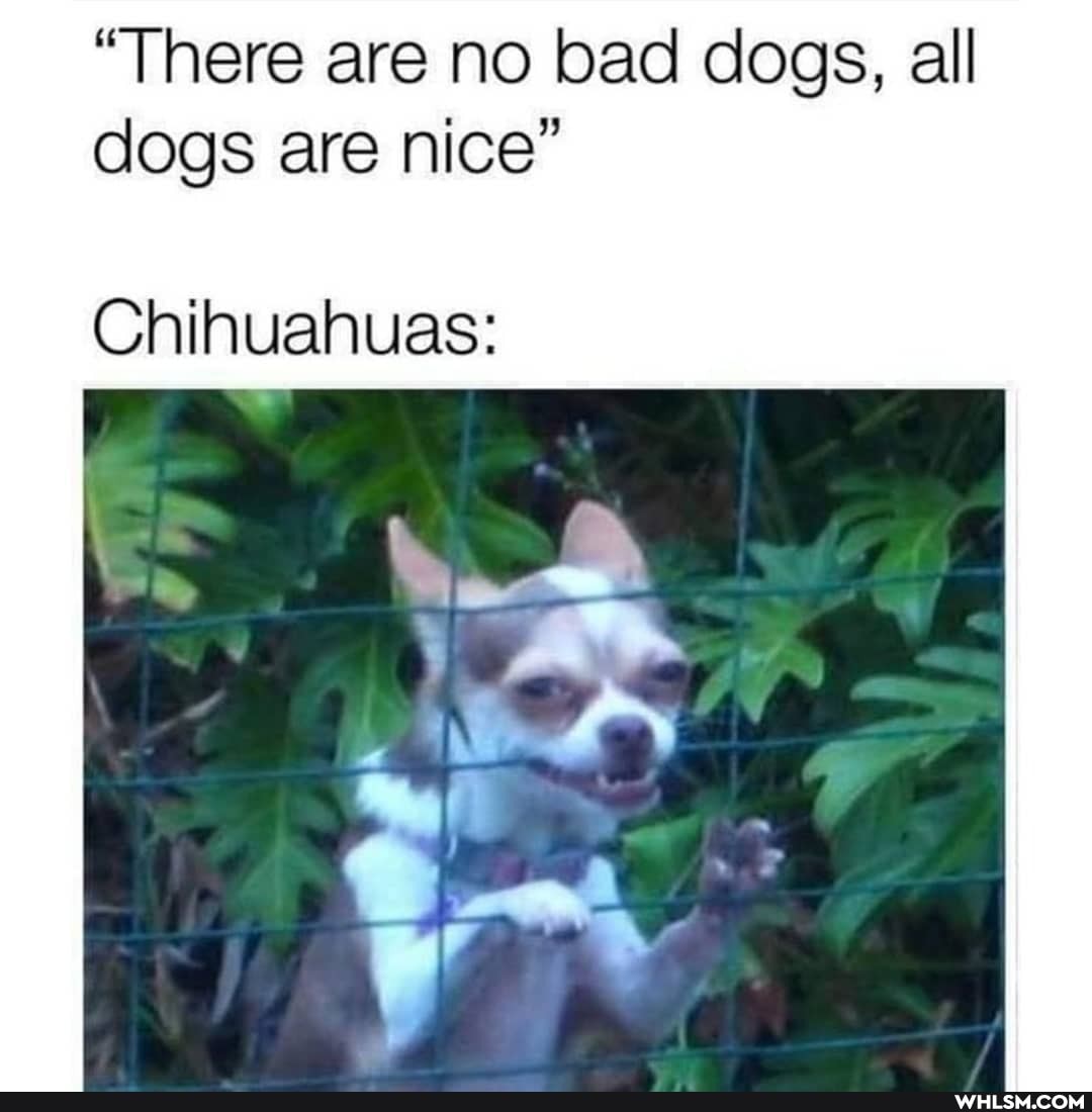 "There are no bad dogs, all dogs are nice"
Chihuahuas:
