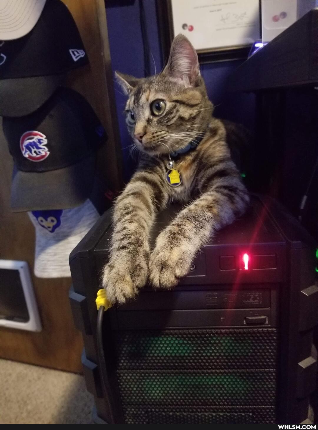 aww, cat, neutral_post