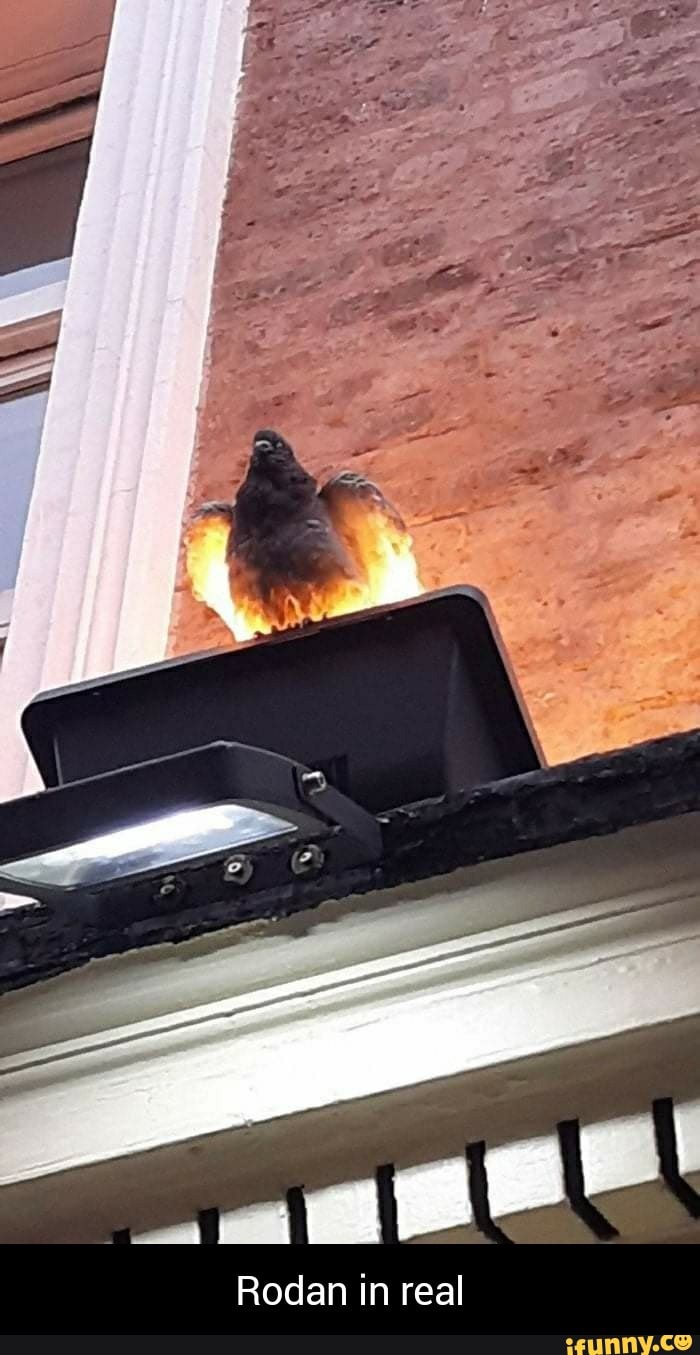 Rodan in real - iFunny