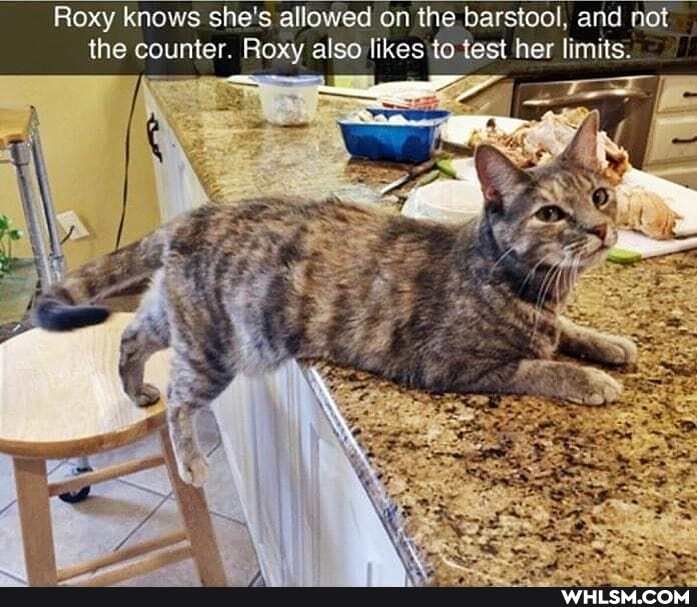 Roxy knows she's allowed on the barstool, and not the counter. Roxy also test her limits.
all