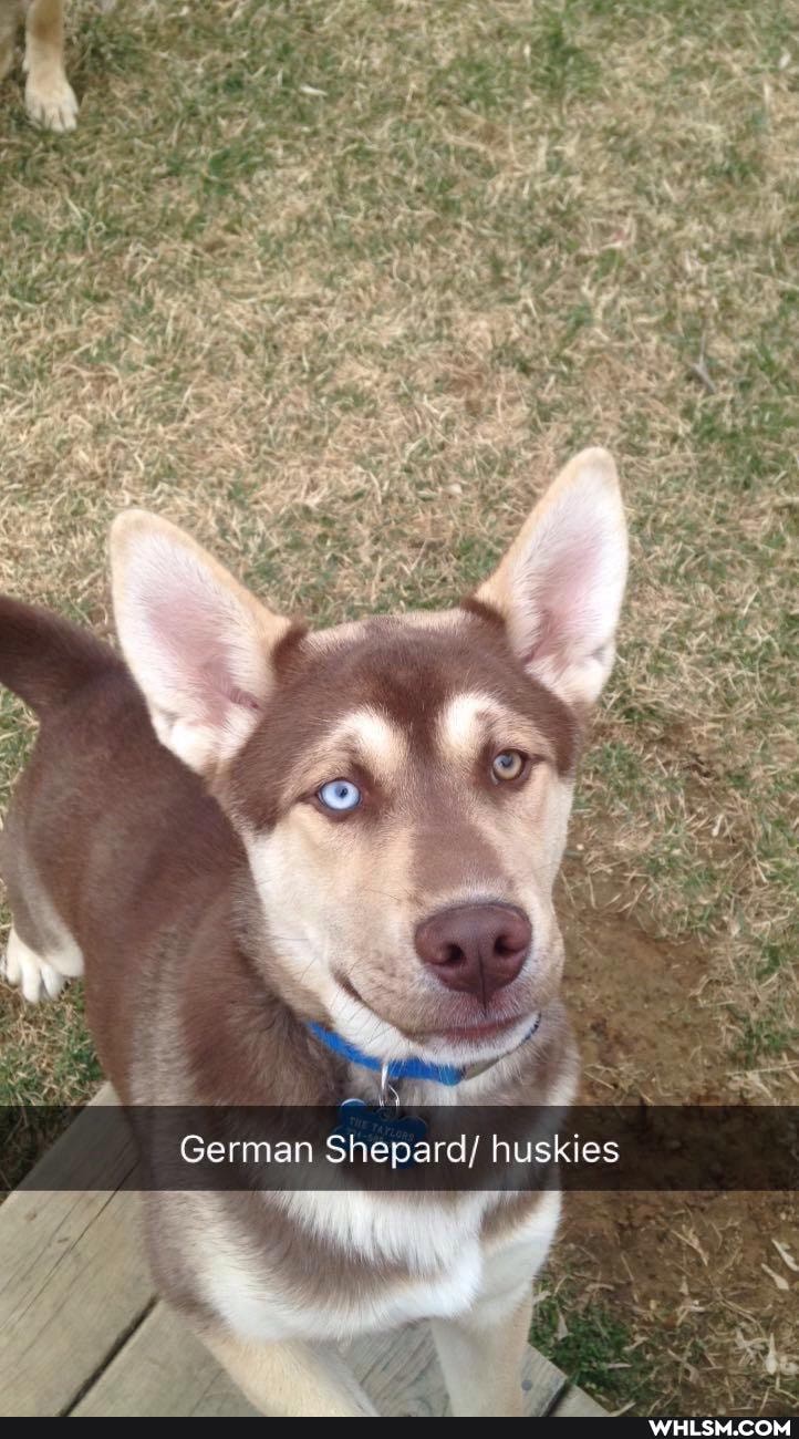 German Shepard/ huskies