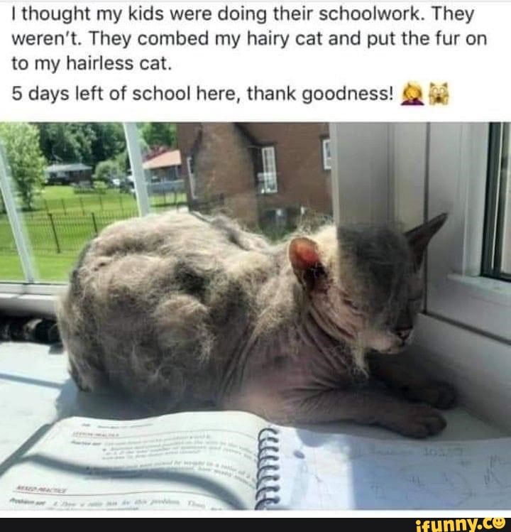 I thought my kids were doing their schoolwork. They weren't. They combed my hairy cat and put the fur on to my hairless cat.
5 days left of school here, thank goodness! 4-