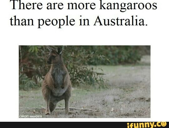 There are more kangaroos than people in Australia. - iFunny