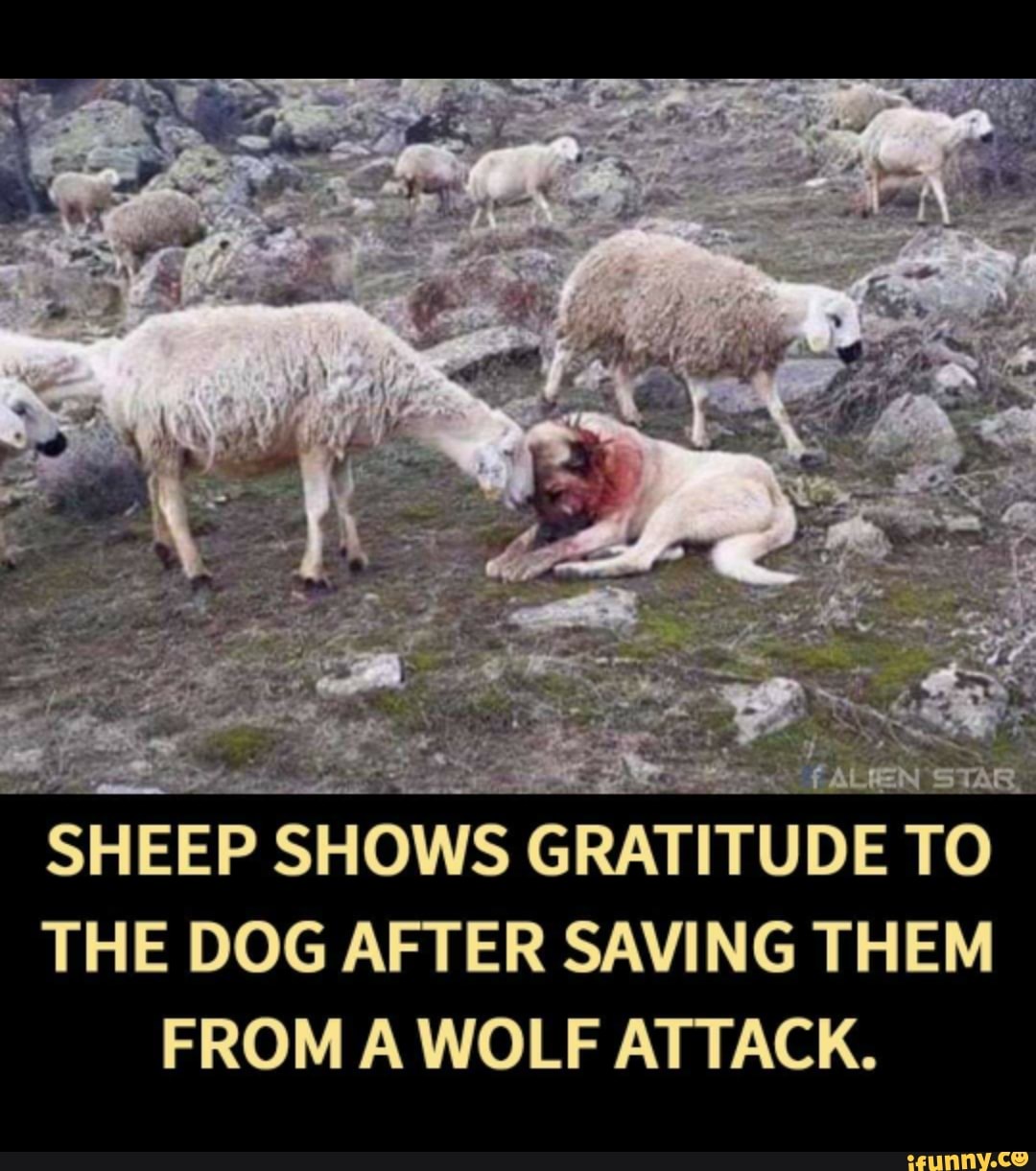 great pyrenees spiked collar