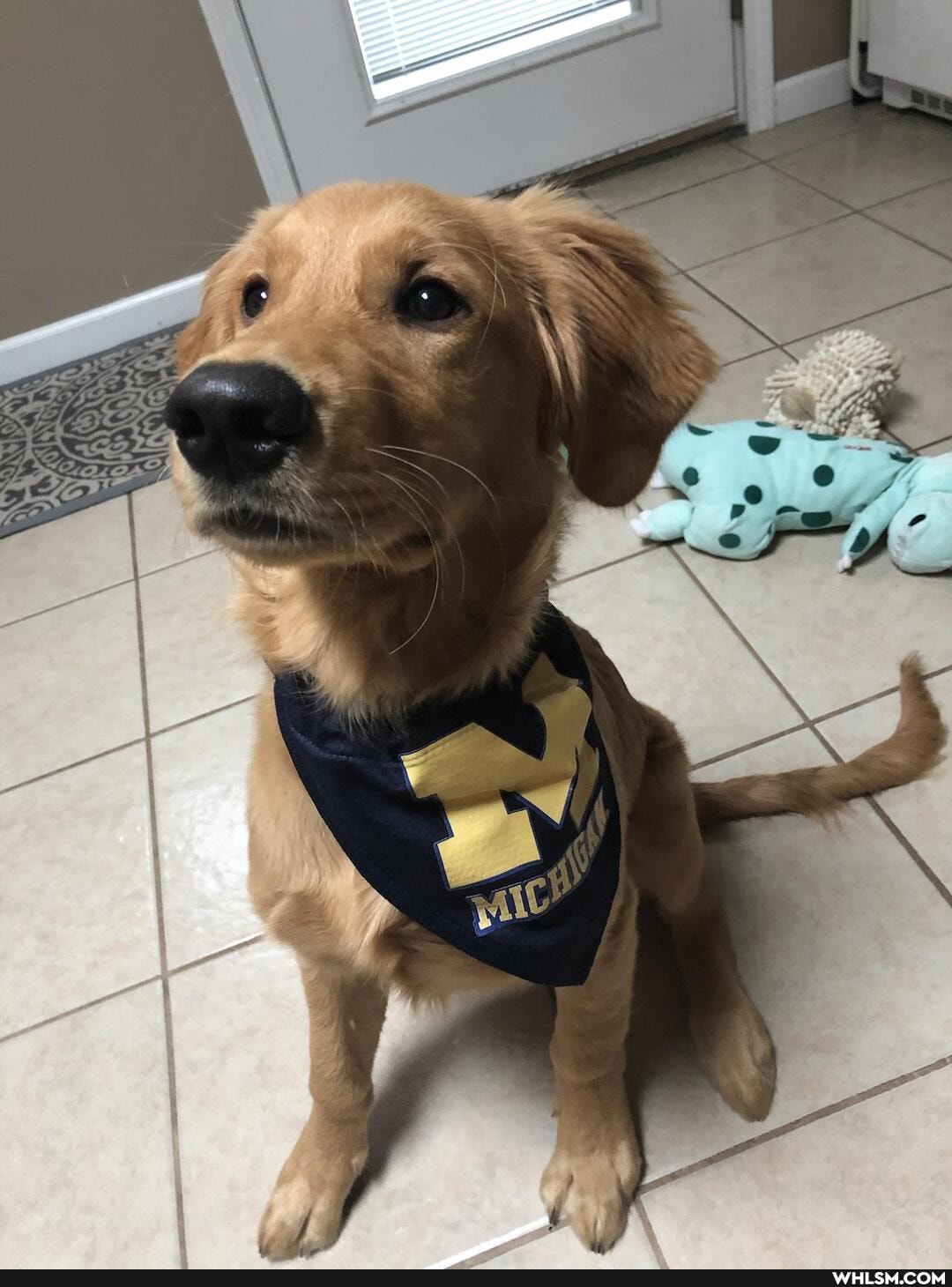 dog, aww, michigan_wolverines, doggo