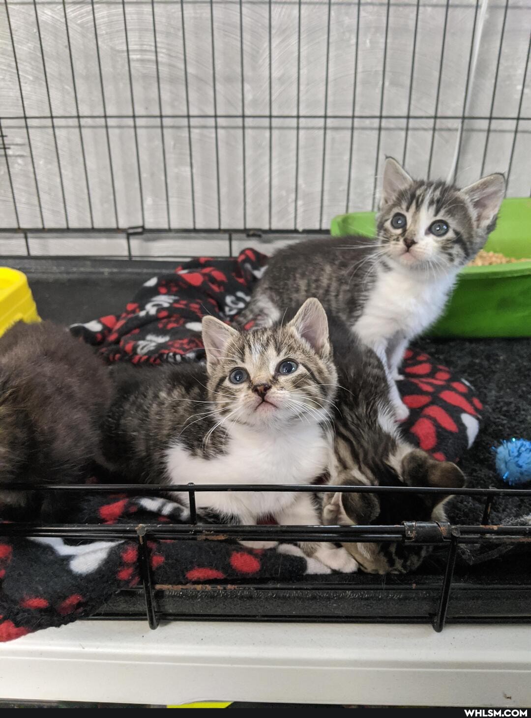 kitten, rescue_kitten, adorable, baby_animals