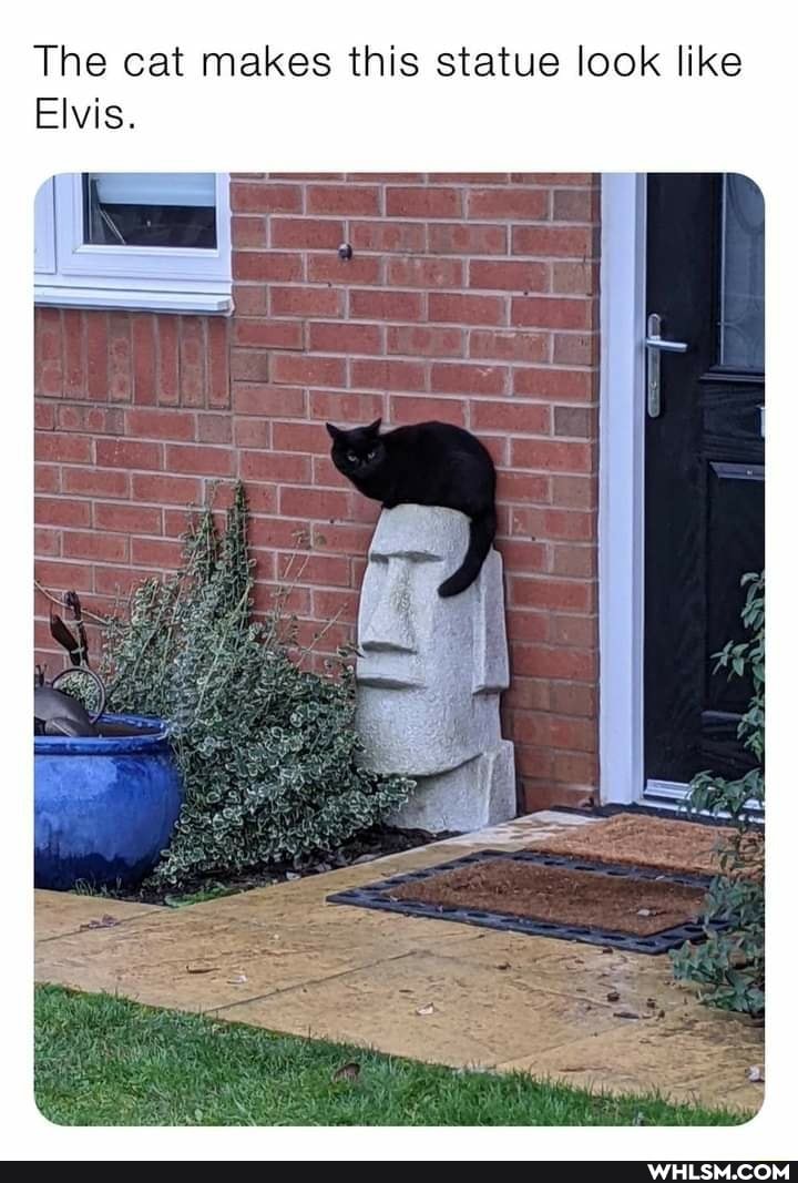 The cat makes this statue look like
Elvis.