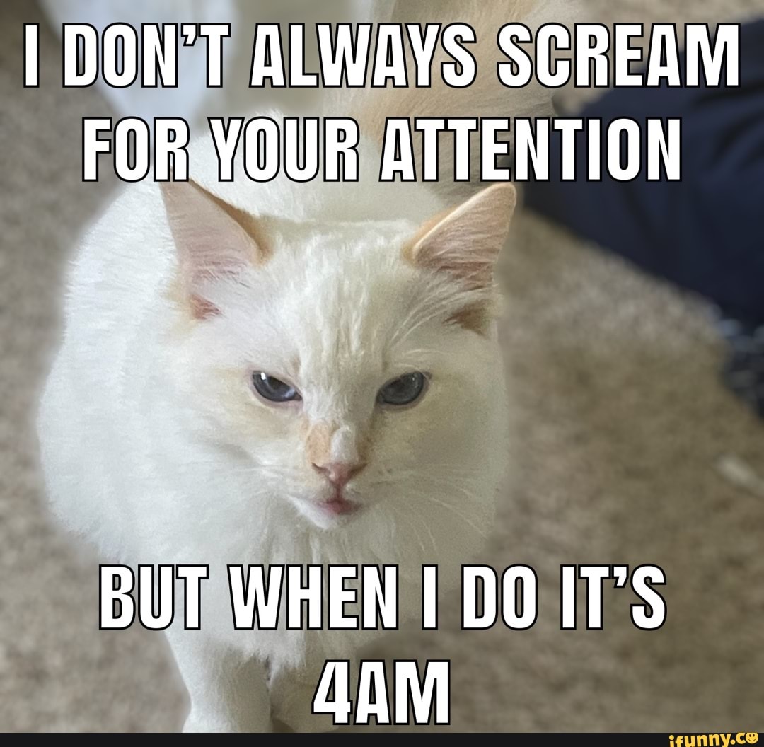 Evilcat memes. Best Collection of funny Evilcat pictures on iFunny