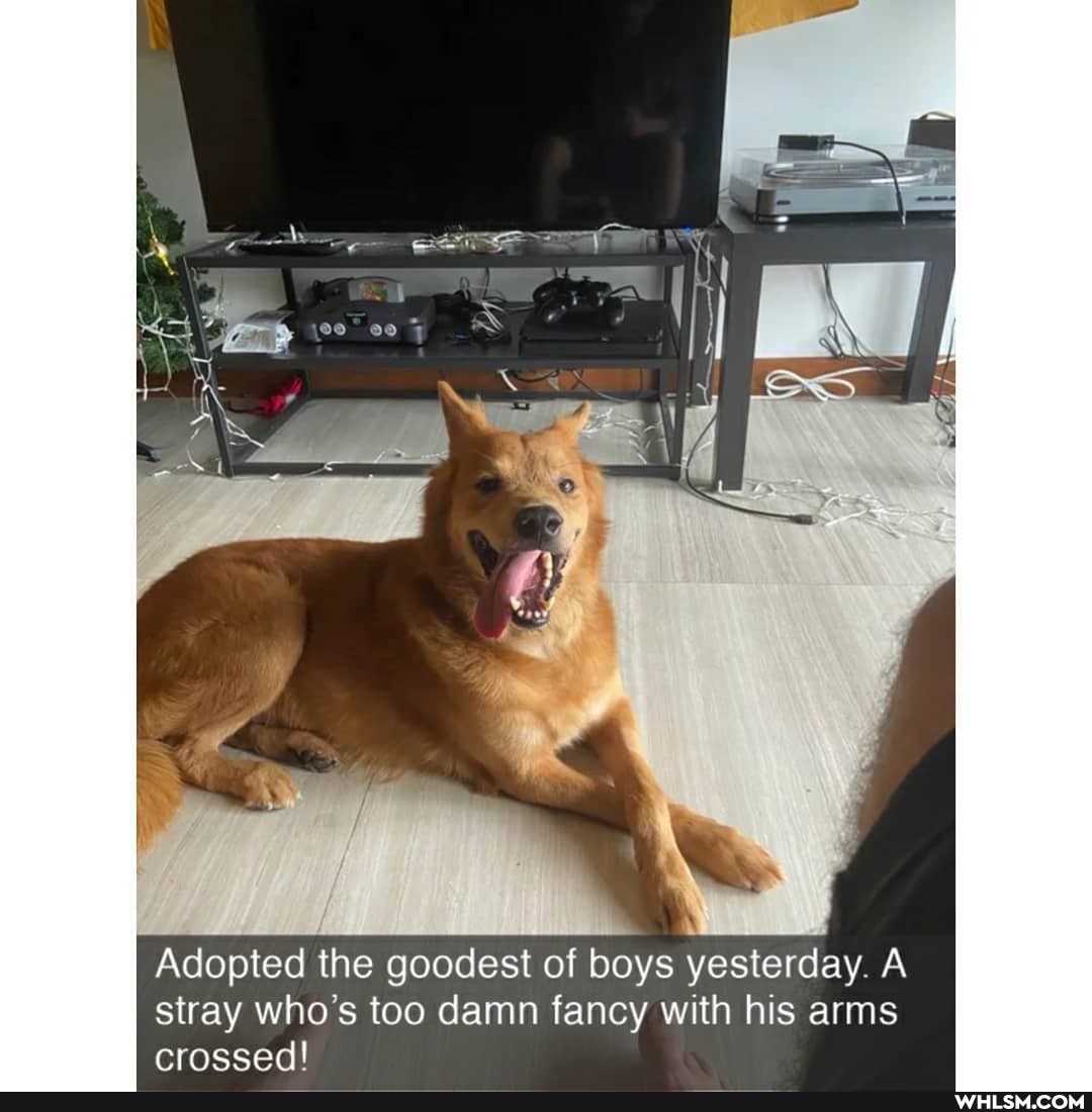 Adopted the goodest of boys yesterday. A stray who's too damn fancy with his arms
crossed!