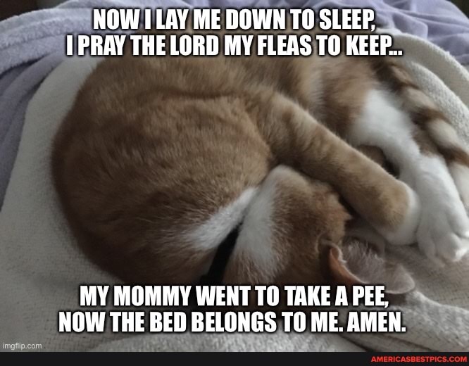 NOW LAY ME DOWN TO SLEEP,
PRAY THE LORD MY FLEAS TO KEEP.
MY MONMY WENT TO TAKE A PEE,
NOW THE BED BELONGS TO ME. AMEN.