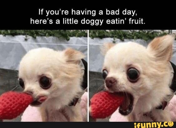 If you're having a bad day, here's a little doggy eatin' fruit.