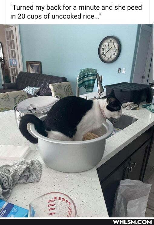 "Turned my back for a minute and she peed in 20 cups of uncooked rice..."