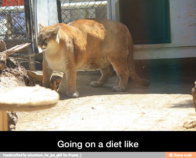 Going on a diet like - Going on a diet like