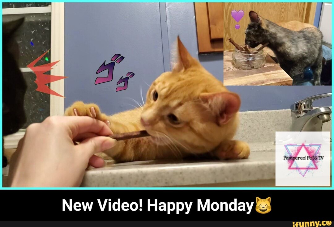 New Video! Happy Monday ks - New Video! Happy Monday😸