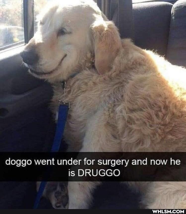 doggo went under for surgery and now he
is DRUGGO