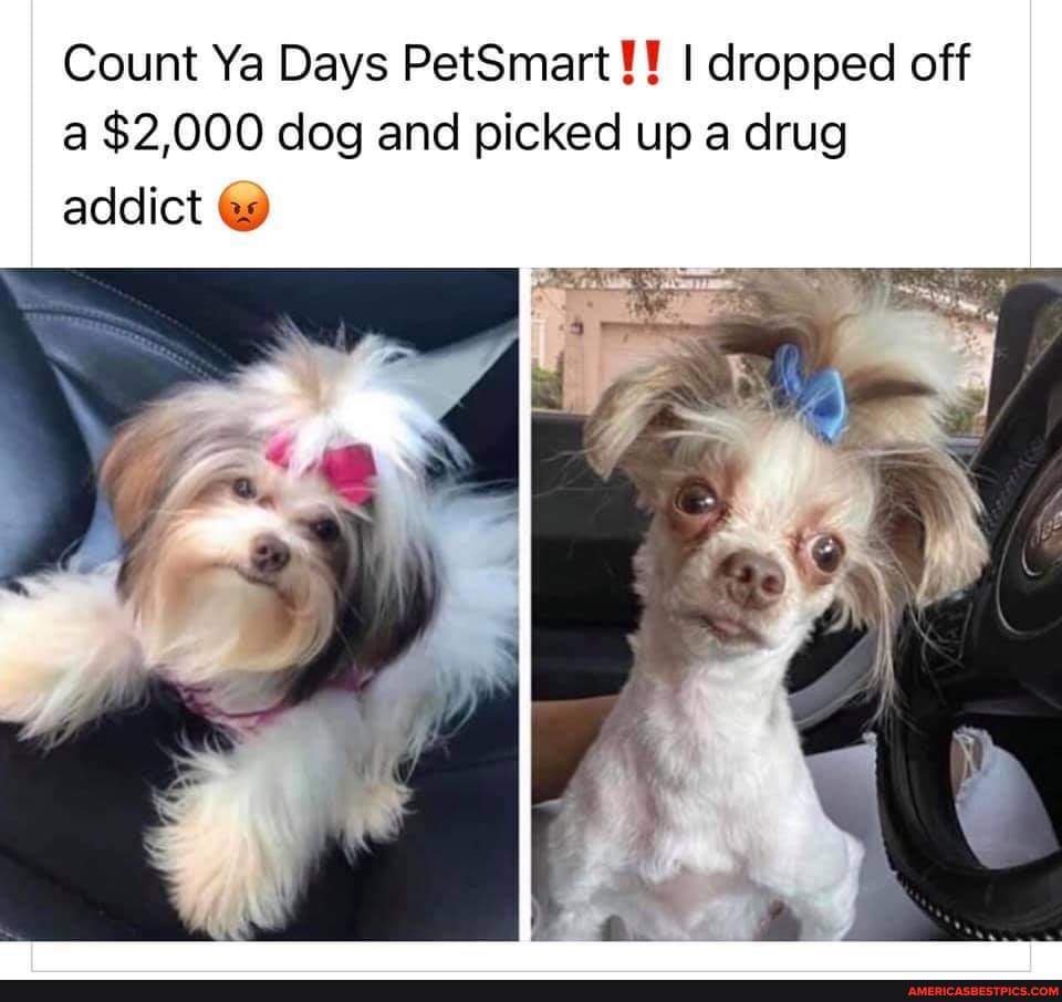 Count Ya Days PetSmart I dropped off a 2,000 dog and picked up a drug