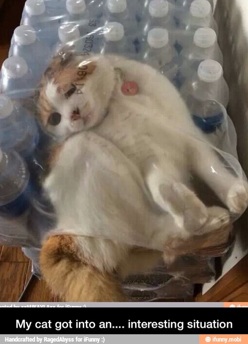 My cat got into an.... interesting situation - My cat got into an.... interesting situation
