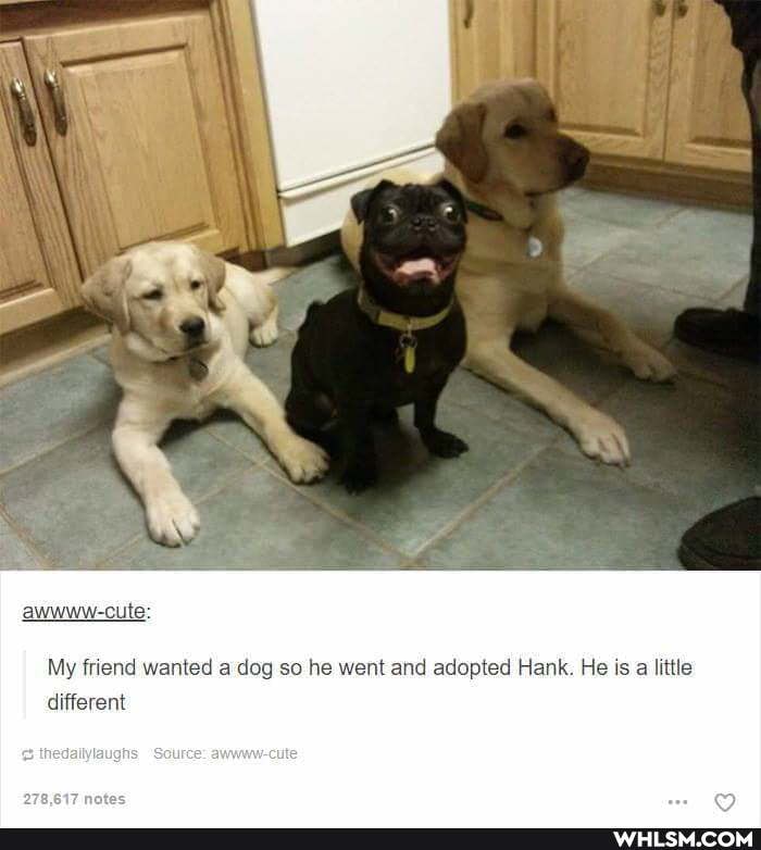 awwww-cute:
My friend wanted a dog so he went and adopted Hank. He is a little different