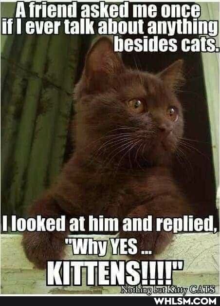 Afriend asked m if! ever talk aout cats!
looked at him and replied,
KITTENS
